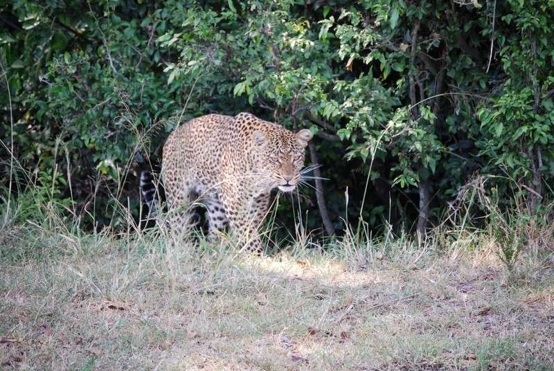 Un curioso safari, dos leopardos, leones despeluchados y muchas despedidas - Regreso al Mara - Kenia (27)