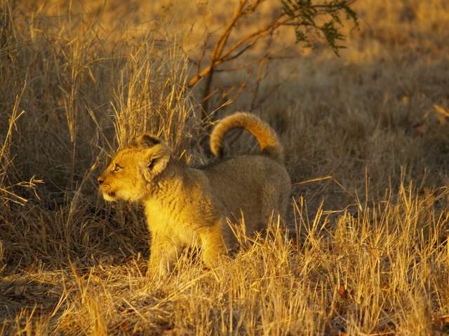 18 días en Sudáfrica - Blogs of South Africa - Safari en el Kruger (16)