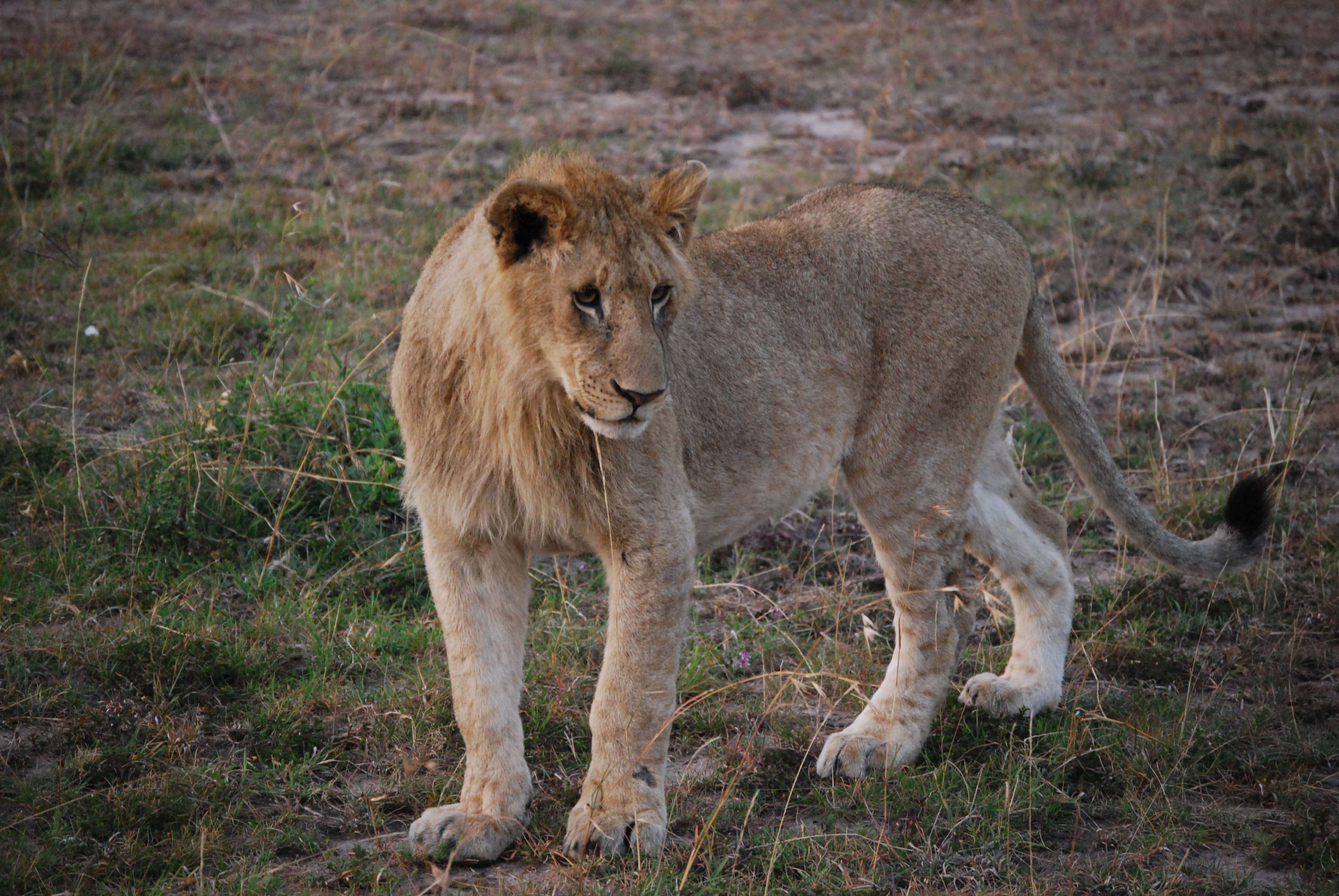 Un montón de leones y un poquito de porno - Regreso al Mara - Kenia (6)